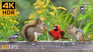 Cat TV for Cats to Watch 😺 Charming Chipmunks Birds Squirrels 🐿 8 Hours 4K HDR 60FPS