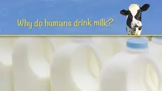 Why do humans drink milk?