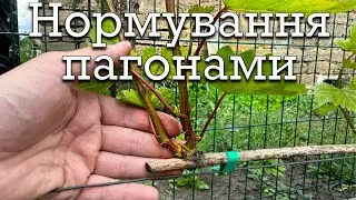 Нормування пагонами. Як сформувати кущ, після заморозків