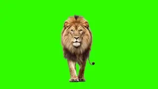 Lion Walking Green Screen Stock Footage HD || Chroma Key