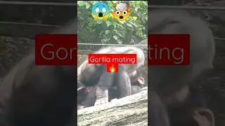 Gorilla meeting😯 