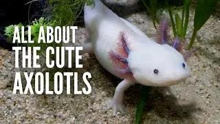 Axolotl 101: Everything You Should Know