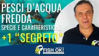 Pesci d'acqua fredda specie e caratteristiche + 1 segreto (Orifiamma, pesci rossi, Black moor)