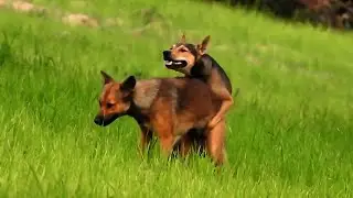 Awesome Rural Dogs !! Dog Meeting for the Summer Season in Village.