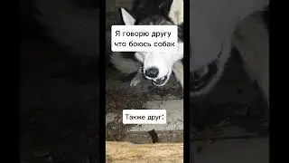 Жиза у всех с друзьями ахахахахах