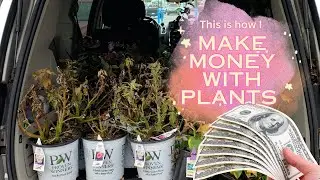 How I Make Money with Plants!