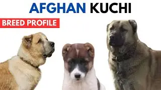 Afghan Kuchi Dog Breed Profile History - Price - Traits - Afghan Kuchi Dog Grooming Needs - Lifespan