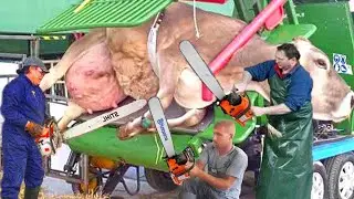 Cow HOOF TRIMMING and Mega Machines Farming 2024 | COW COMFORT | COW HOOF PROBLEMS | DAIRY COWS