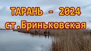 Бриньковская ТАРАНЬ // Тарань 2024  /// Рыбалка на Кубани 2024 /// Выпуск № 38