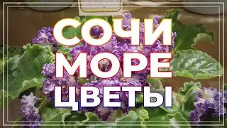 Выставка цветов в Сочи. Мои покупки