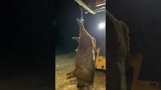 Bruiser 🐗😳 