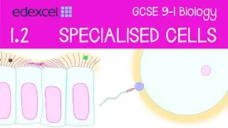 GCSE Biology: Specialised Cells (sperm, egg, ciliated epithelial cell, red blood cell, nerve cell)