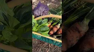 Winter garden harvest 💚 #gardenharvest #gardening #gardeningtips #growyourownfood #backyardgarden