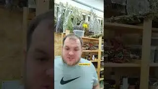 от камней и холецистита