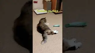 Рыбачка Марфа #shorts #смешныекошки