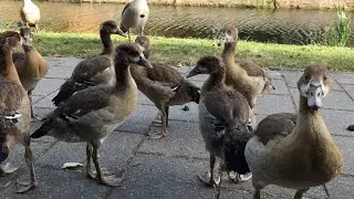 Egyptian geese and their babies in front of my house ( Netherlands , Delft )