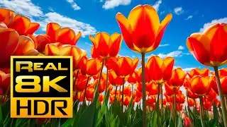 The Most Amazing Tulips in Stunning 8K HDR - Tv Art Wallpaper