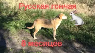 Русская гончая ( узнай, затейка)