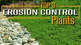 Use These Plants on your Slope to Prevent Erosion, Stabilize Soil, and look AMAZING!