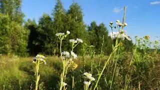 Участки ИЖС около реки Ока на опушке леса, д.Воронино Ферзиковского р-на Калужской обл.