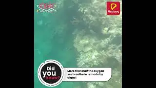 Interesting Fact About Algae | Science Be Crazy