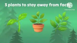 Top 3 Plants To Stay Away From - Learn About Poisonous Plants