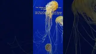 #jellyfish #factsandjokes #underwater