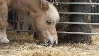 Horse eating