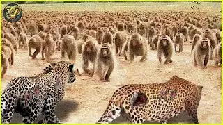 Incredible Moments Leopards Fight With 100 Baboons And Other Animals | Animal Fighting