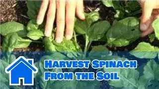 Growing Greens : How to Harvest Spinach From the Soil