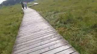 Сестрорецкое болото