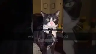 😂funny animal videos that i found for you #69😂