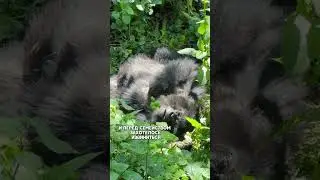 Гориллы Руанды. Полное видео на моем канале 