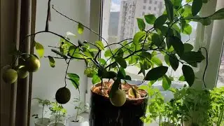 Лимон на подоконнике. Часть   7.