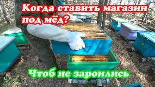 КОГДА И КАК ПРАВИЛЬНО СТАВИТЬ МАГАЗИНЫ ПОД МЁД И МЕНЯТЬ МАТОК