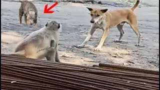 Monkey attacks the wrong dog!!!