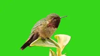 Hummingbird in Green Screen background effect 4K