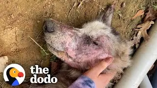 Starving Husky Nearly Gives Up Until A Miracle Happens | The Dodo