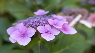 How to take hydrangea cuttings