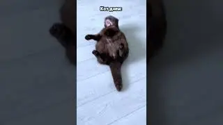 Кот ночью и кот днём #питомцы #cat