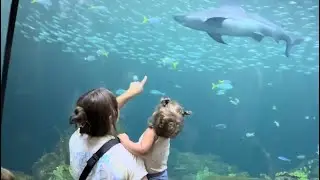 Chicagos INCREDIBLE Aquarium! 😍