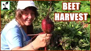 Beet Harvest And Planning Our Fall Garden !