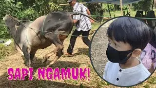 Gavin Takut Sapi Kurban Ngamuk - DMG Kids Vlog