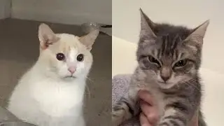 Try Not To Laugh 🤣 New Funny Cats Video 😹 - Just Cats Part 27