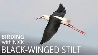 Black-winged Stilt call | Himantopus himantopus