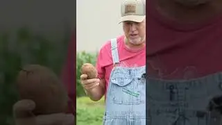 The MOST Sustainable Crop To Grow!