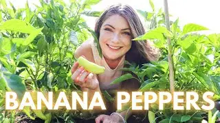 How to Grow Banana Peppers + Tips to Load Your Plants with Peppers l Harvest With Me