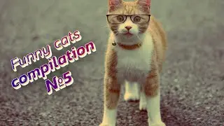 😻😹 LOLcats: Watch these hilarious kitties in action! | Funny cats compilation №5
