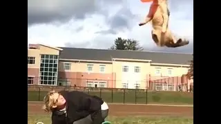 NO ONE Plays Frisbee Like This Dog