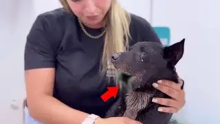Losing his Jaw and Tongue, the dog Saw a Dark Future and Burst into Tears.